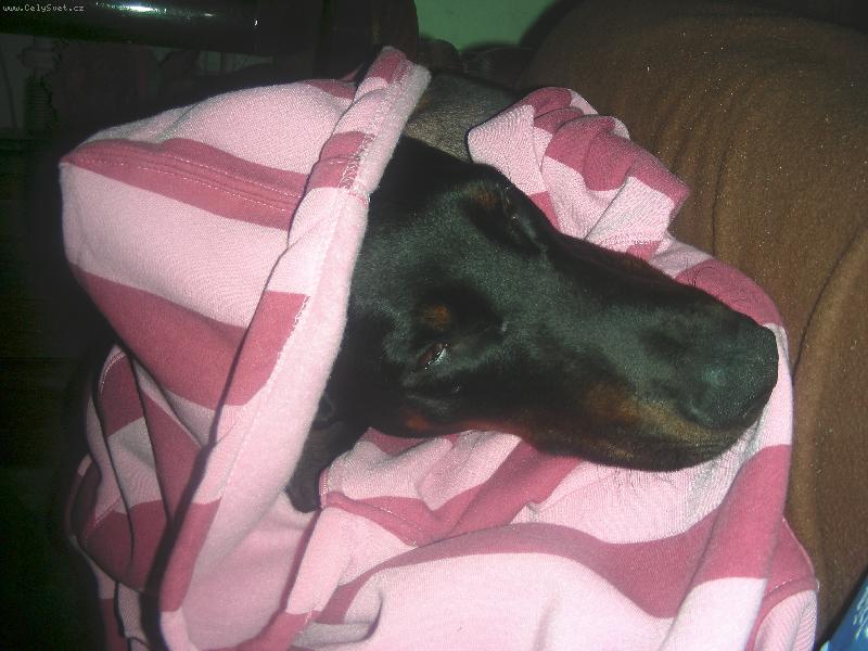 Foto: Fox�k- dobrman