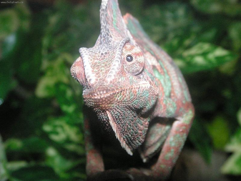 Foto: Chameleon Leon