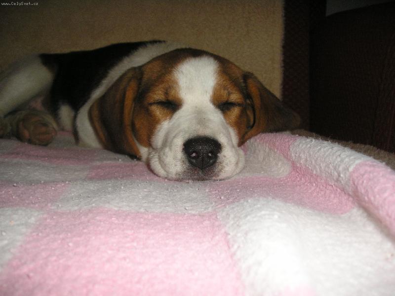 Foto: Bessy-Trochu si schrupnu