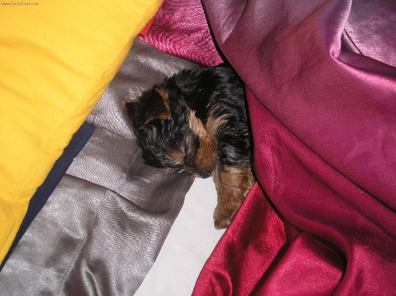 Foto: Sp�c� and�lek