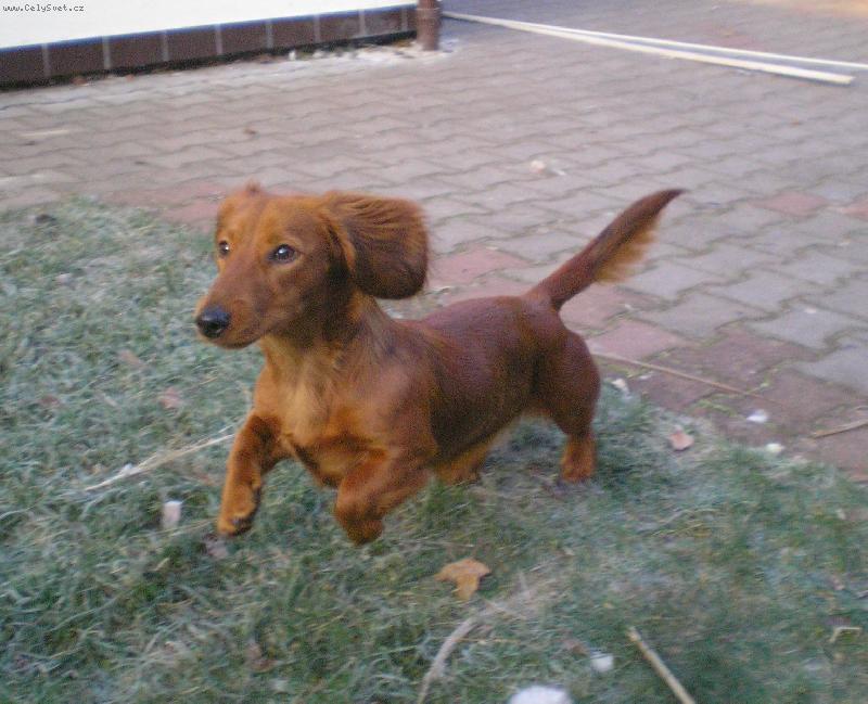 Foto: Eli�ka-Moje mal� Eli�ka na zahrad�..