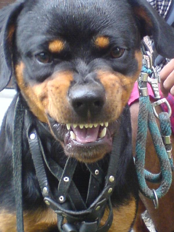 Foto: b��ek se nerad fot� :)