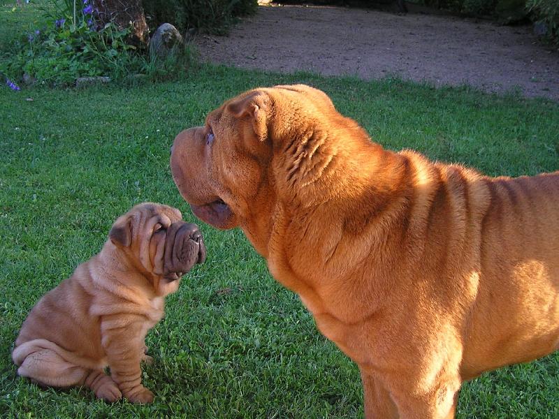 Foto: Mal� a Velk�