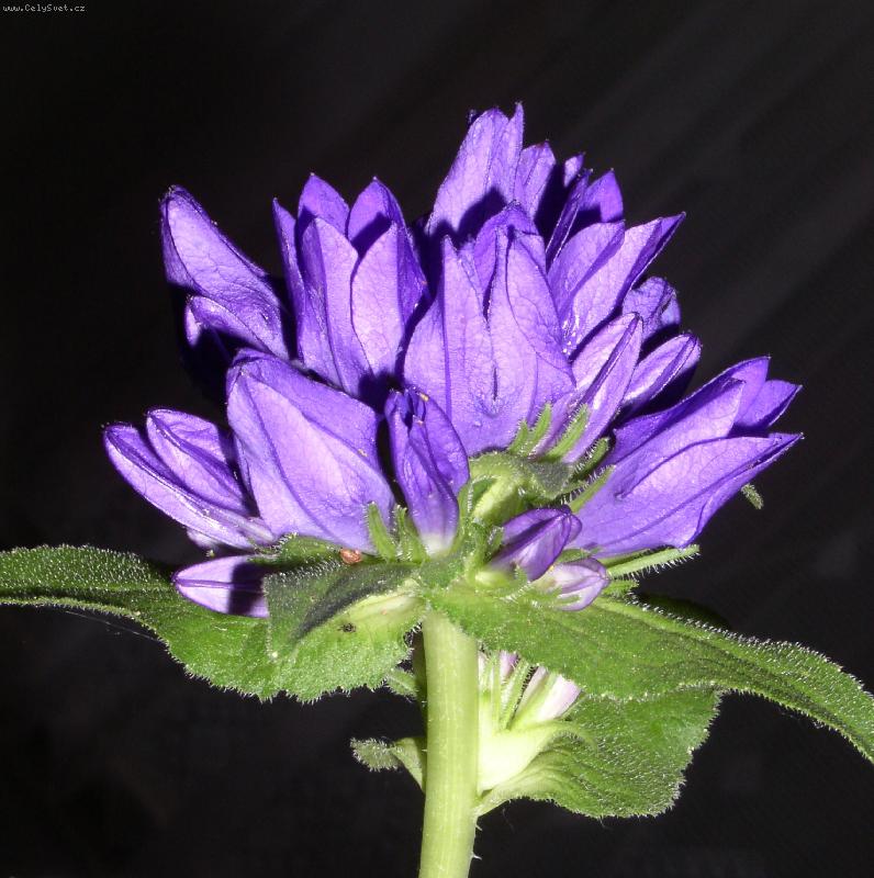 Foto: zvonek klubkat�