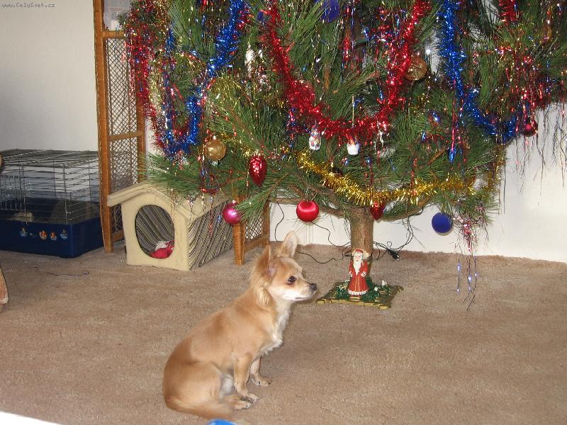 Foto: p�inese mi n�co Je��ek?-Laudy pod strome�kem