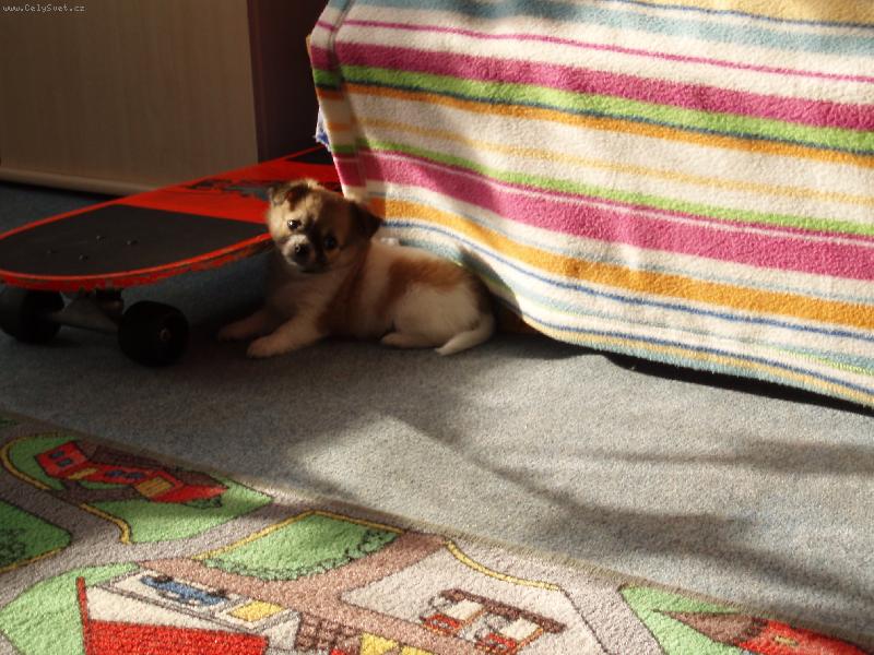 Foto: prvn� j�zda