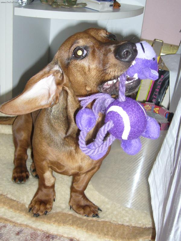 Foto: to jsem dostala na V�noce