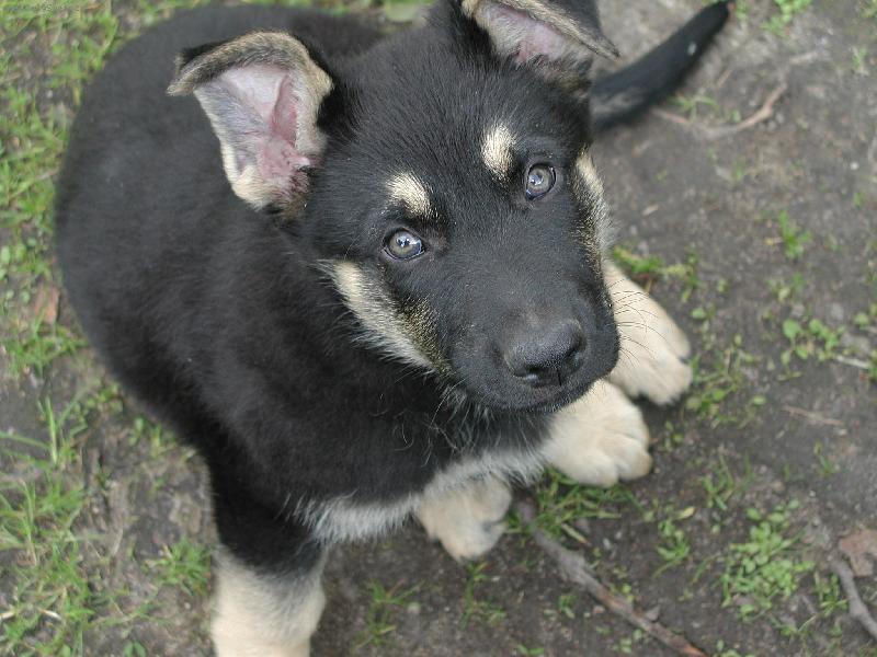 Foto: Caesar-Tak dostanu u� ten pamlsek???