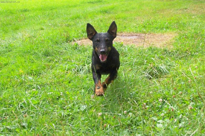 Foto: Ben�a let�