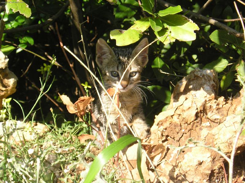 Foto: Toulav� ko�i�ka