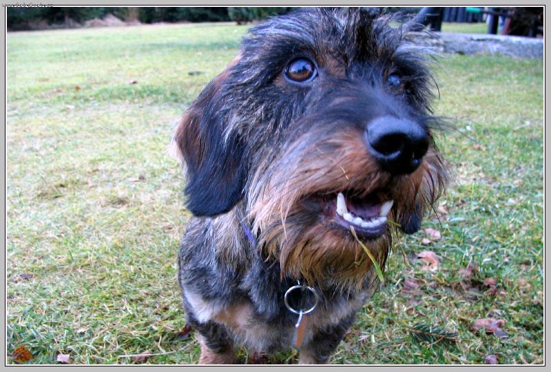 Foto: Vendy-�t�n� jezev��ka,mila�ka rodiny m�ch p��tel