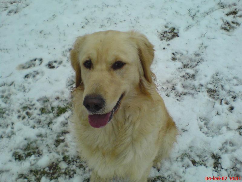 Foto: Max�k na sn�hu1