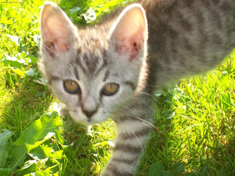 Foto: M��a..-asi jde ulovit my�ku..