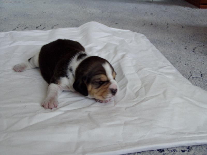 Foto: 2 denn� �t���tko