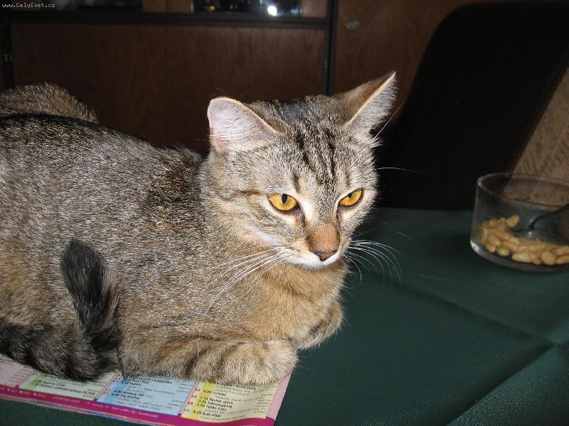 Foto: Na programu ko�ka-stejn� je tam program pro ko�ku...