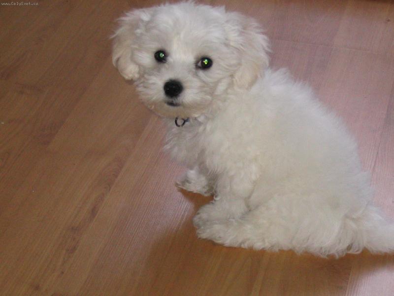 Foto: n� mil��ek-lacky