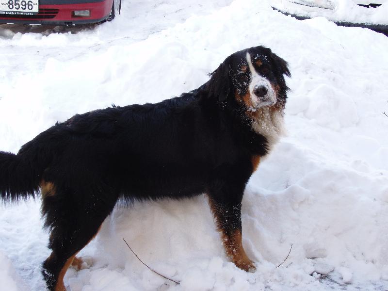 Foto: H�dejte,kdo jsem?-Lo�sk� sn�hy...