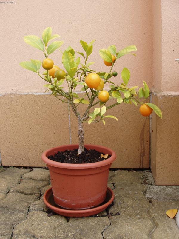 Foto: mandarinka-vitam�nov� bomba