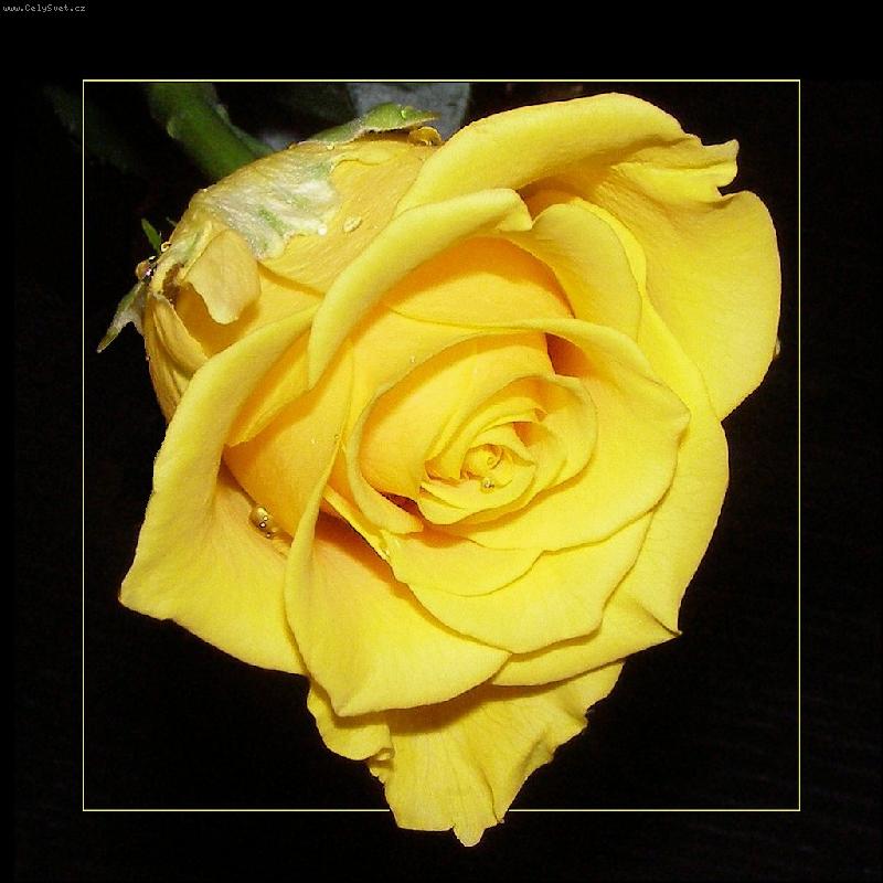 Foto: Orosen� r��e