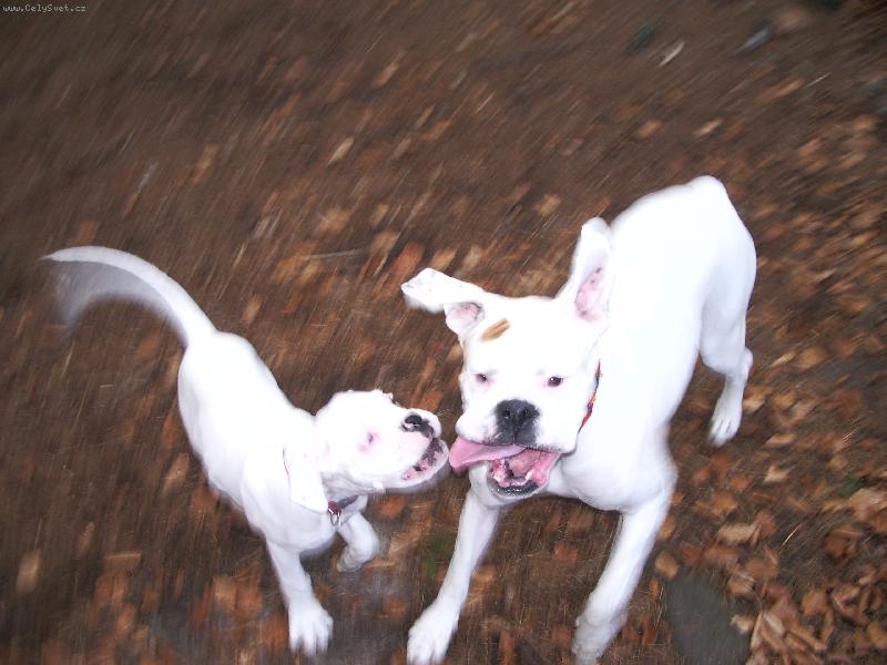 Foto: jak je t�k� vyfotit boxera...