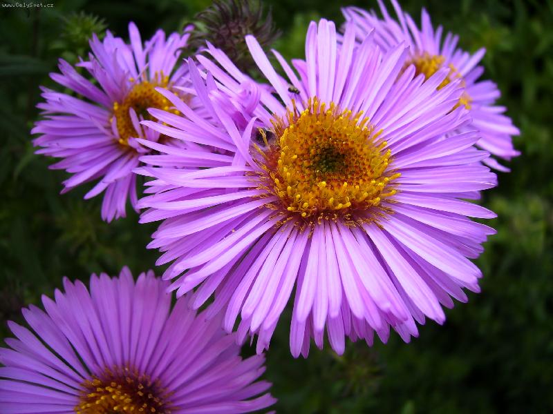 Foto: fialov� kr�ska