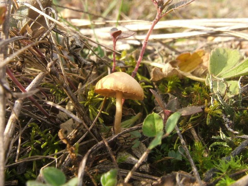 Foto: H��be�ek a la prosinec