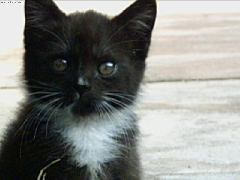 Foto: prskavka-roztomil�