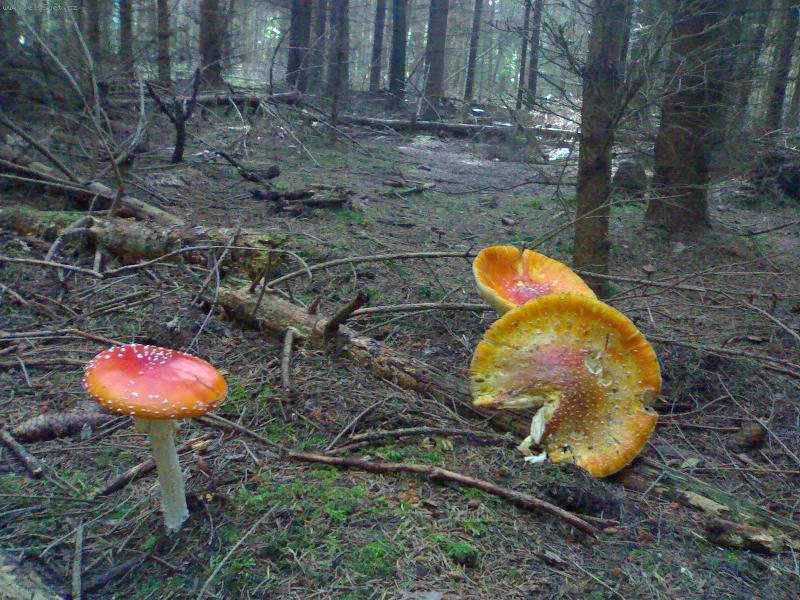 Foto: �ESK� LES-MUCHOM�RKY