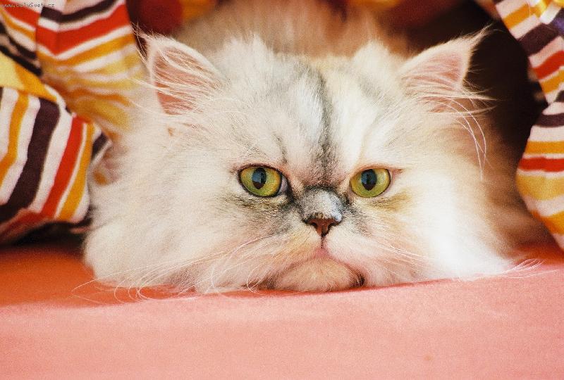 Foto: Nat�lka-ko�ka v pel�ku