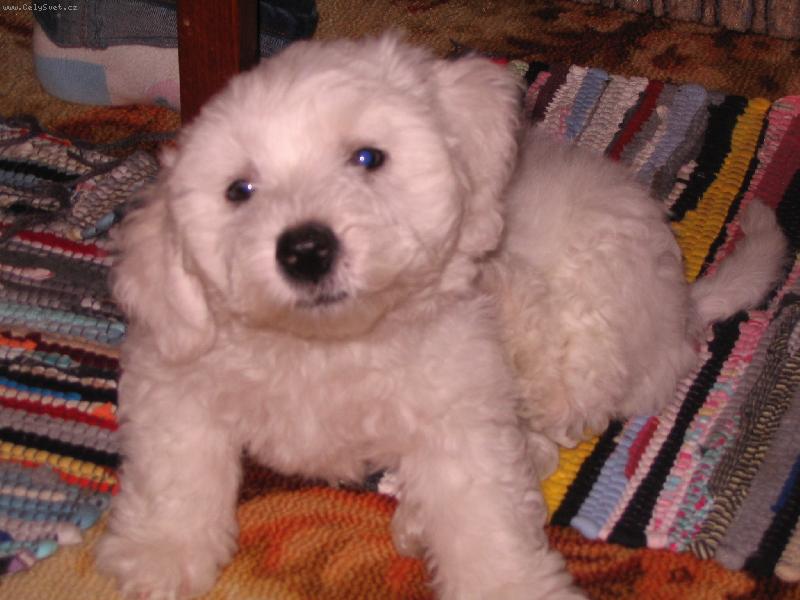 Foto: Mil��ek-M�j ply�ov� m��a