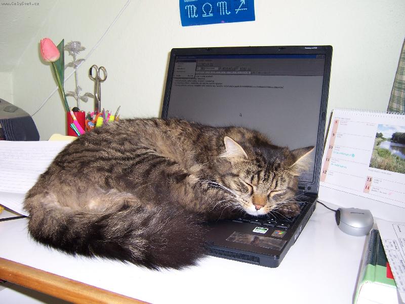 Foto: kocourek p�i pr�ci:)