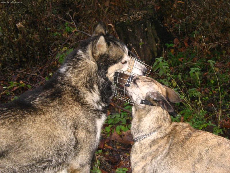 Foto: N�co ti po�ept�m...