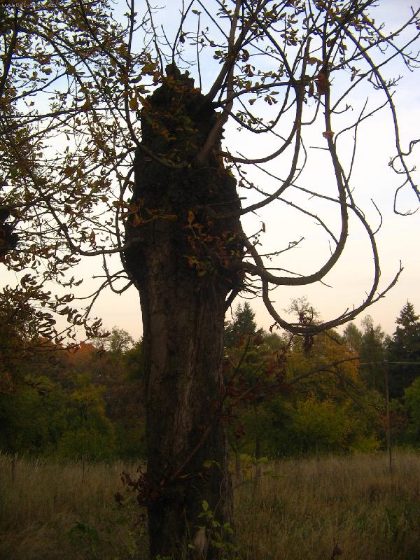 Foto: Modl�c� se strom