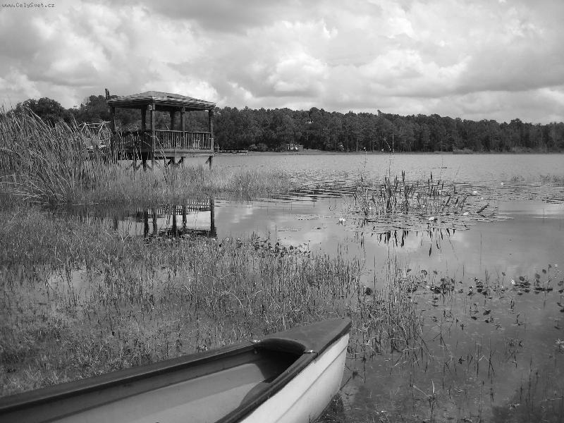 Foto: Black and White beauty-Ocoee, Florida