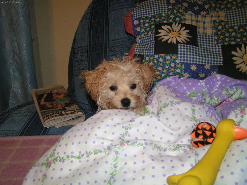 Foto: Kv�do po koup�n�