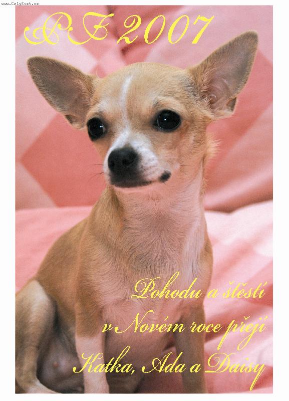 Foto: Na�e modelka:-)-Daisynka v pln� kr�se