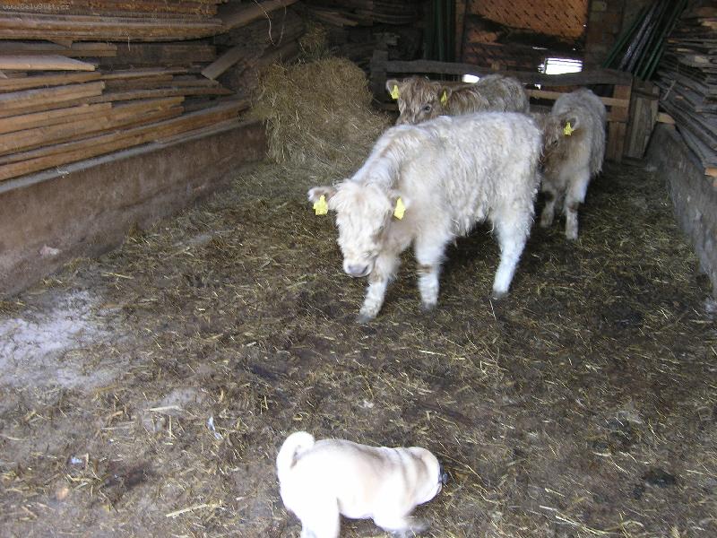 Foto: Hra-Pes a tele