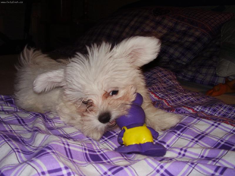 Foto: P�em��l�m co s n�m-N� pes si ustlal v posteli