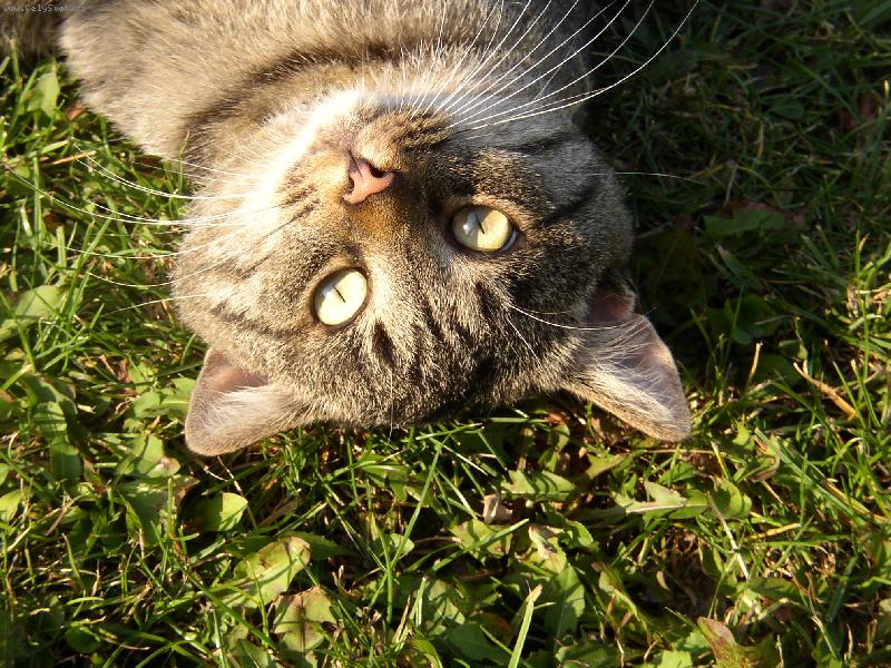 Foto: mispulin-na trave