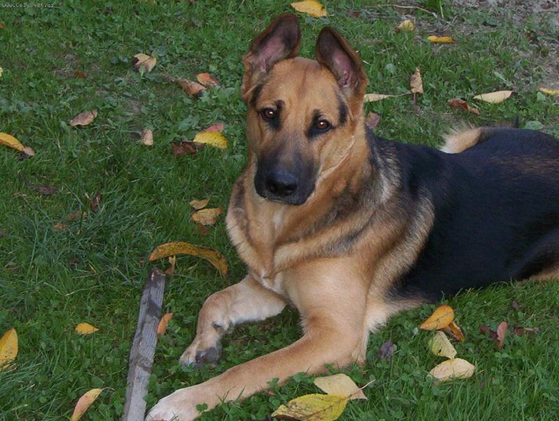 Foto: Model Argo-Pozuju spr�vn�???