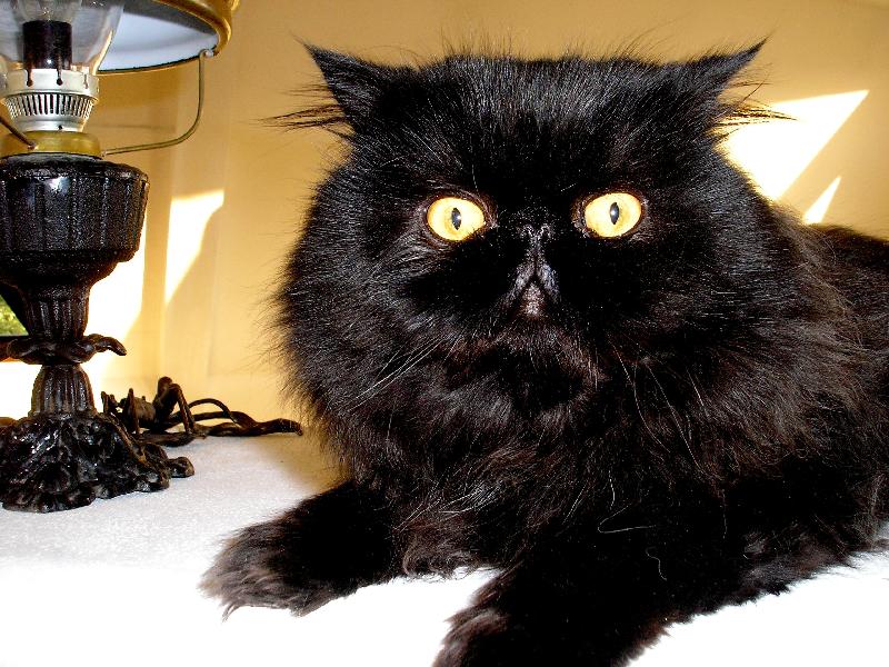 Foto: La Capuccino  pod lampou