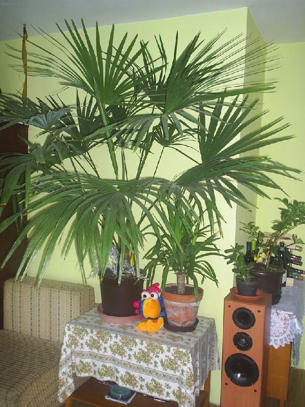 Foto: Moje nej nej palma