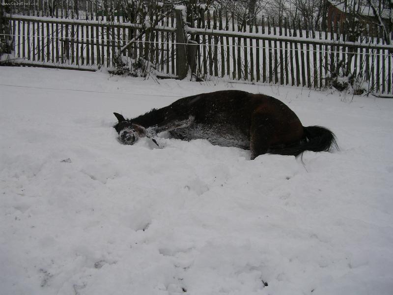 Foto: Haj�, haj�, kr�sn� pe�inka