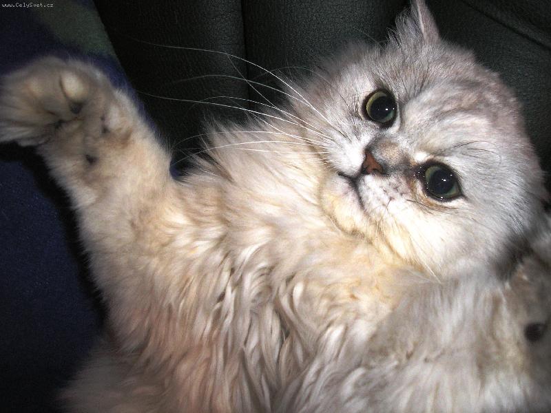 Foto: ko�i�� hr�tky