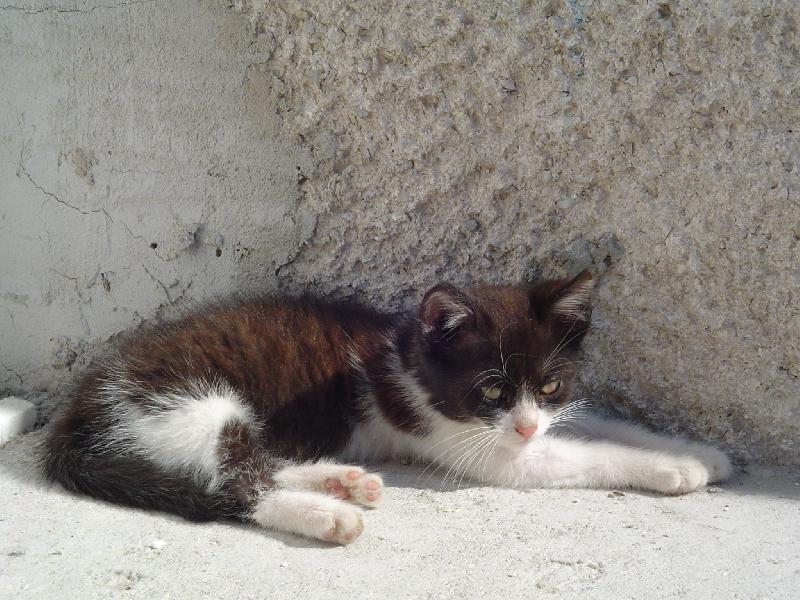 Foto: A e�te jedno kot�