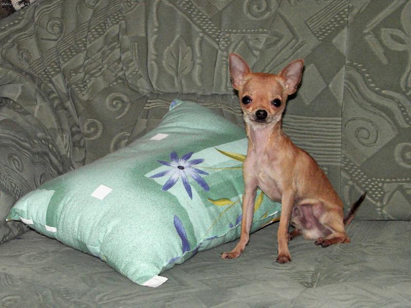 Foto: Honey-6 mesa�n� pes