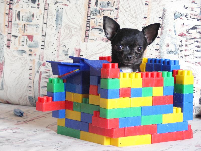 Foto: Jackson-3 ro�n� pes