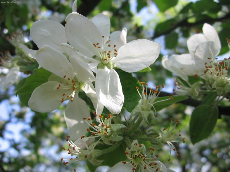 Foto: Kv�t jablon�