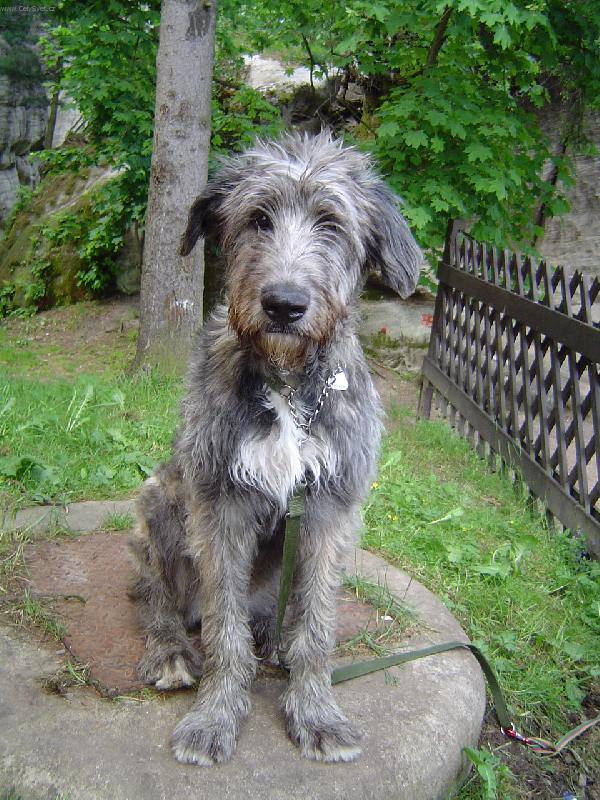 Foto: Vlkodav v Adr�pachu