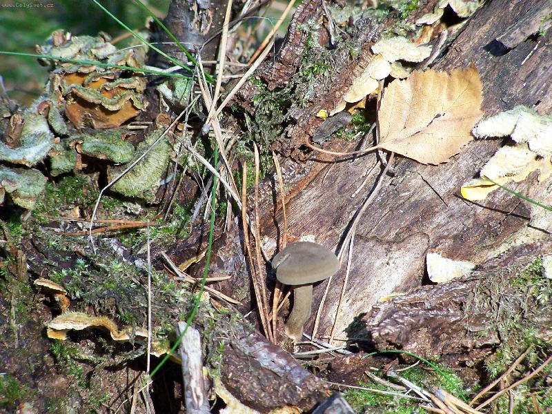 Foto: �ed� my�ka